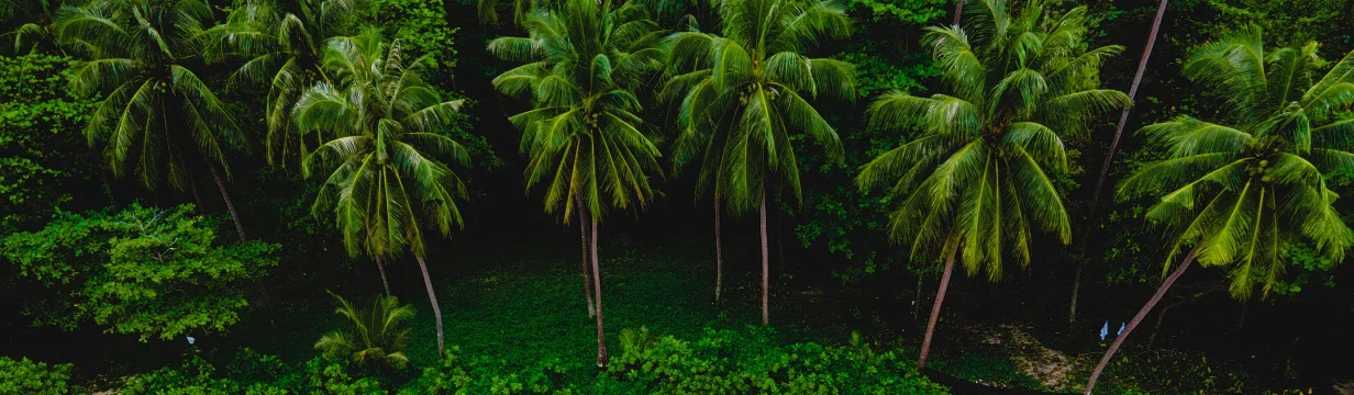 Туры в Патонг Дальний