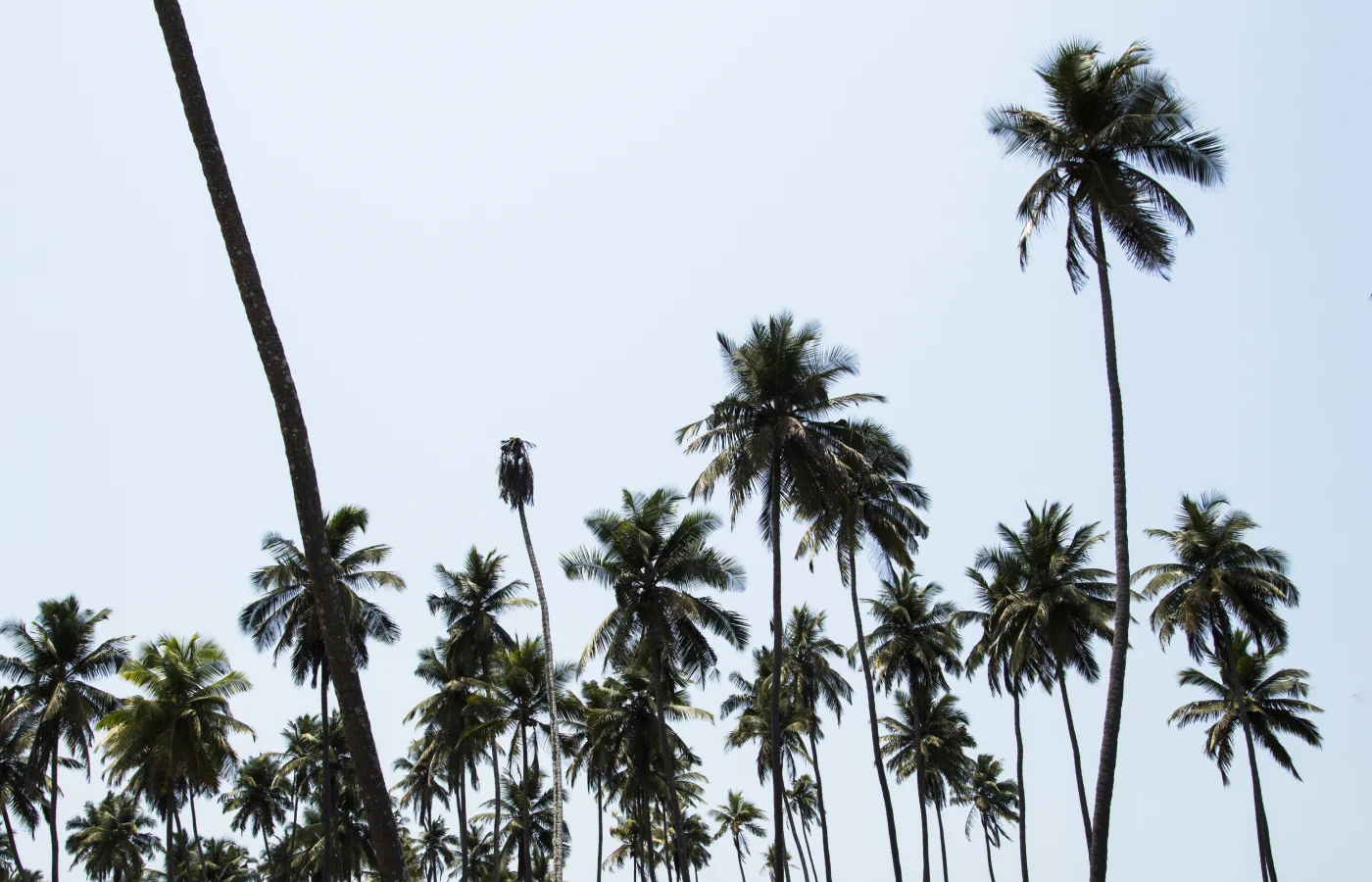 Туры в Патонг Север 2025